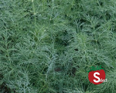 Dukat Dill Seeds